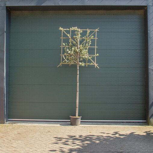 Steeneik leiboom stamomtrek 4-6 cm + stamhoogte 150 cm